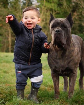 cane corso, cane corso for sale, cane corso price, cane corso bite force, black cane corso, cane corso size, cane corso weight, italian cane corso, cane corso akc, american cane corso, about cane corso dog breed, cane corso breeders near me, baby cane corso, cane corso colors,