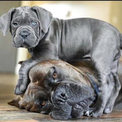 cane corso puppies for sale in ohio