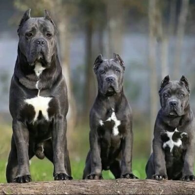 cane corso, cane corso for sale, cane corso price, cane corso bite force, black cane corso, cane corso size, cane corso weight, italian cane corso, cane corso akc, american cane corso, about cane corso dog breed, cane corso breeders near me, baby cane corso, cane corso colors,