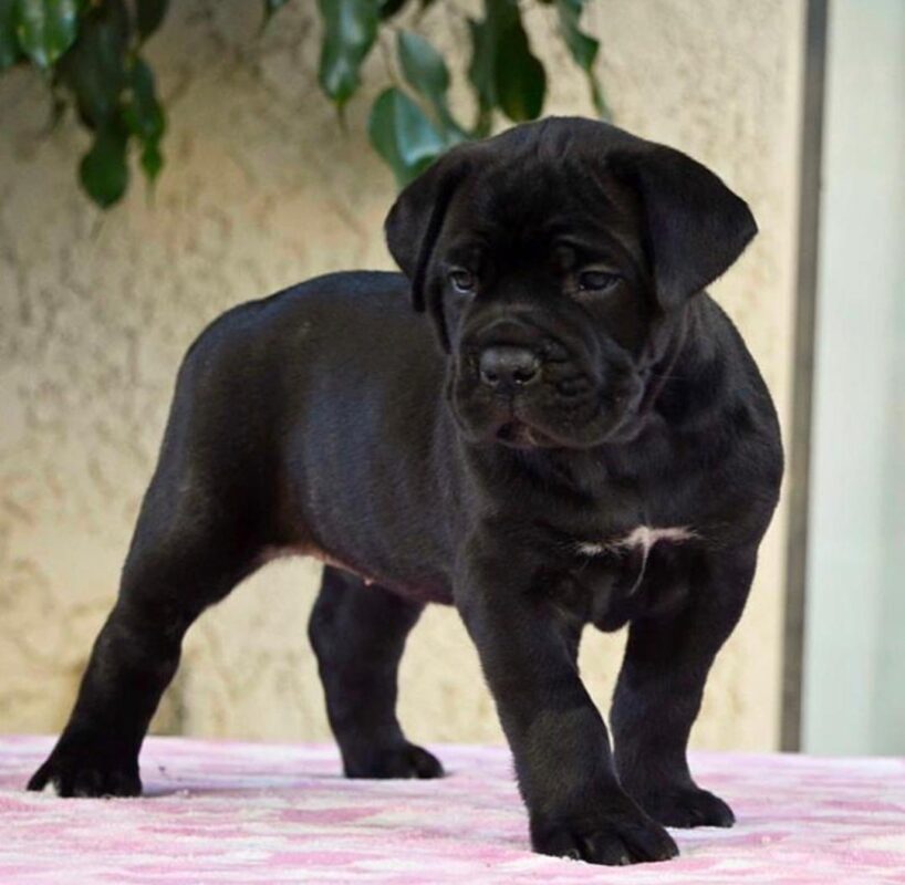 cane corso puppies for sale $700