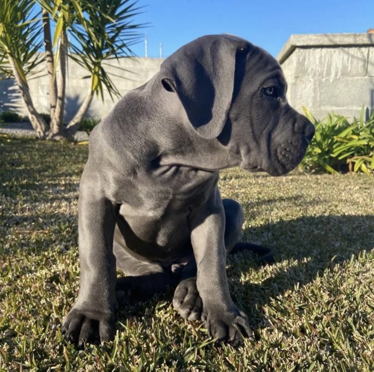 cane corso puppies for sale near me