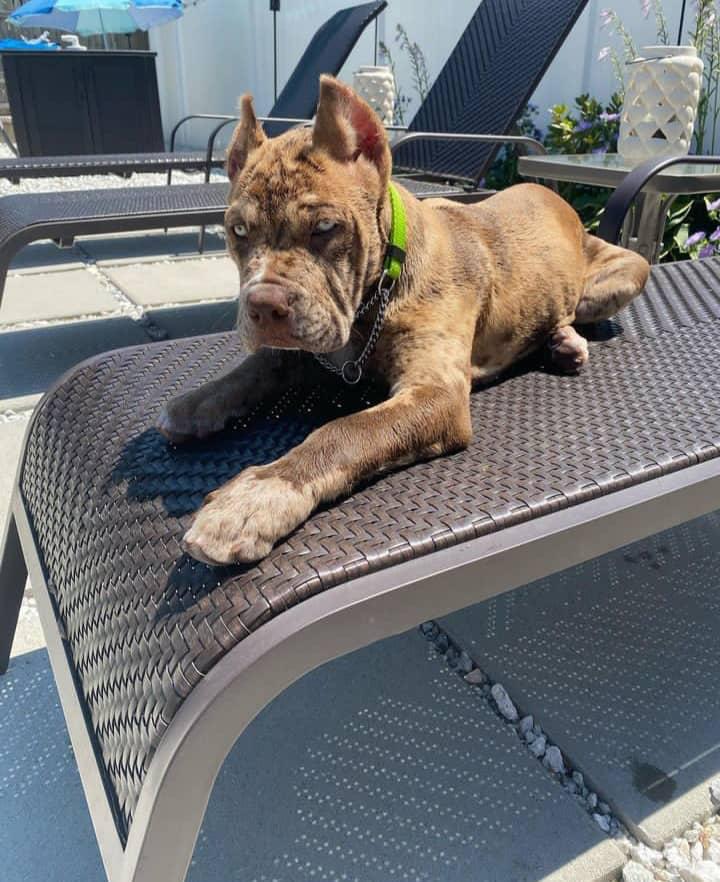 merle cane corso for sale