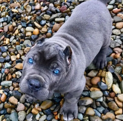 Grey Cane Corso Puppies for Sale