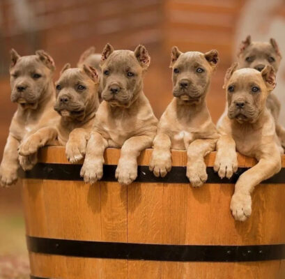 cane corso pups