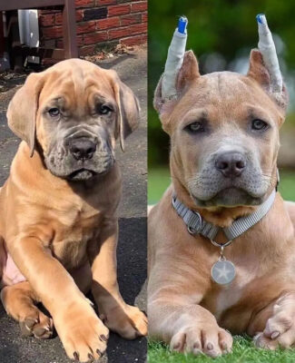 Cane Corso Pit Mix for Sale