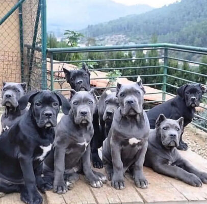 Cane Corso breeder in Michigan