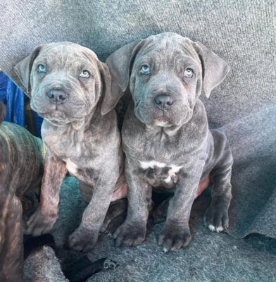 How Much Does a Cane Corso Cost