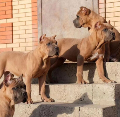 Cane Corso Puppies for Sale Near Me