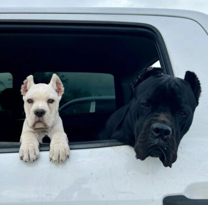 cane corso crop ears