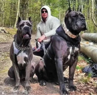 XXL Cane Corso Puppies for sale