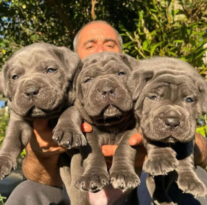 Gray Cane Corso Puppy