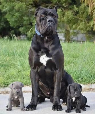 cane corso puppy for sale near me